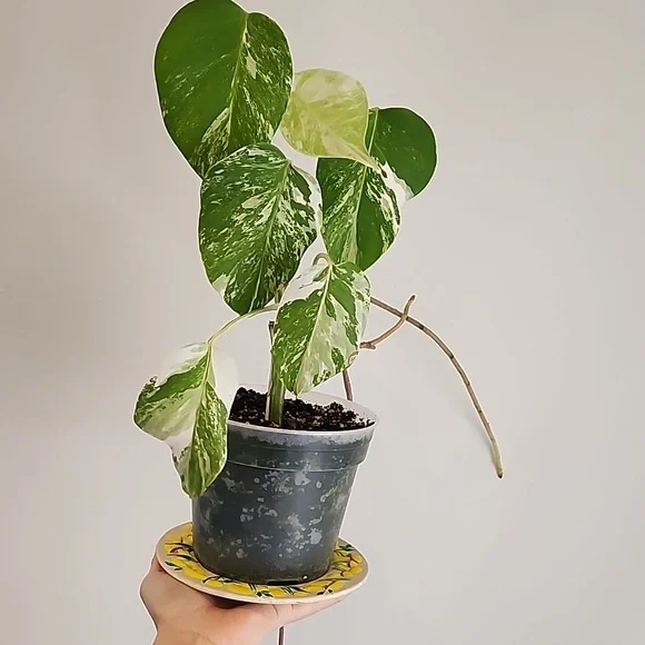 Pair of vintage mushroom plates - Picture 8 of 8